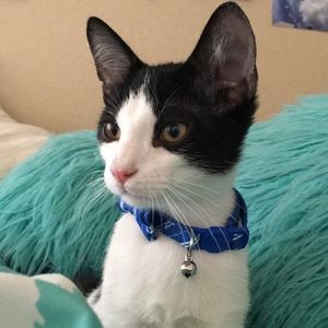 Meet your Posher, Sara